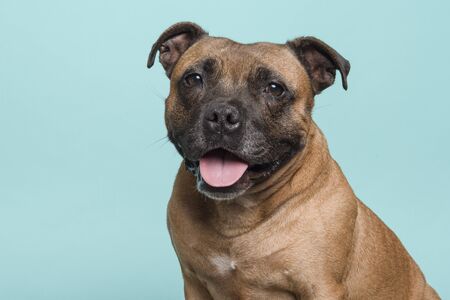 Portrait of a cute Stafford Terrier looking at the camera with tongue sticking out on a turquoise blue backgroundの写真素材