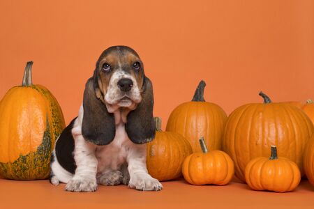 Cute basset hound puppy sitting between orange pumpkins on an orange backgroundの写真素材