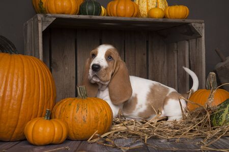 Cute basset hound puppy sitting in a wooden crate between orange pumpkins on a farm autumn...