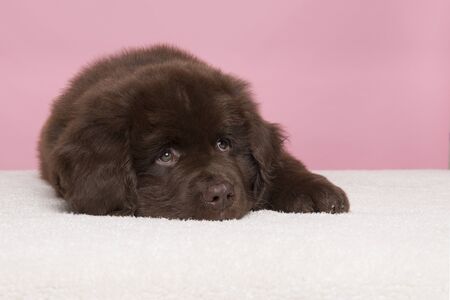 Cute brown Newfoundland dog lying down on a pink backgroundの写真素材