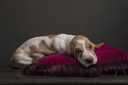 Sleeping basset hound puppy on a red pillow in a still life ambianceの写真素材