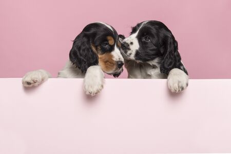 Two cuddling Cocker Spaniel puppies hanging over the border of a pastel pink board on a pink background with space for copyの写真素材