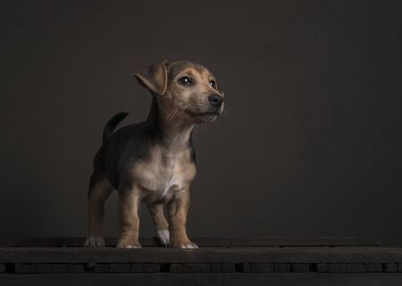 Cute standing Jack Russell puppy on a brown painting like ambiance and  backgroundの写真素材