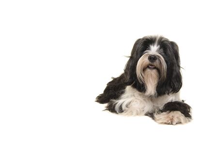 Tibetan terrier lying looking at the camera isolated on a white backgroundの写真素材