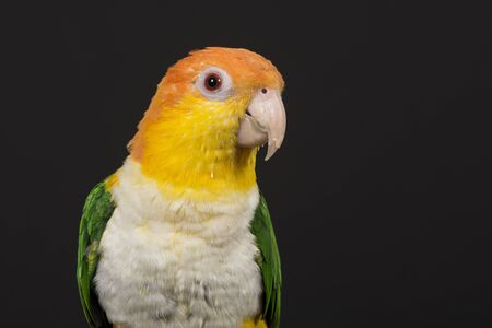 Portrait of a caique bird seen from the front on a black background