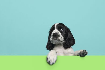 Cute cocker spaniel puppy looking up hanging over an green board on a blue background with copy spaceの写真素材