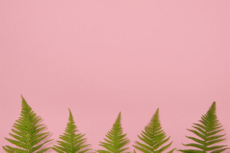 Flat lay background with fern leafs on one side of the image and pink background with space for copy