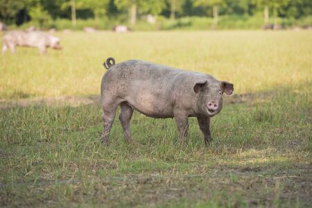 Free range pig seen from the side looking at the camera in a grass field