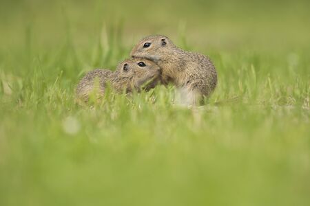 Two young european ground squirrels grooming each other in a grass field