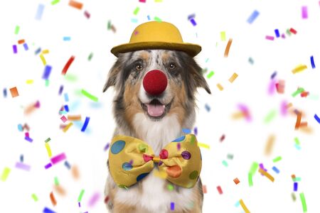 Australian shepherd smiling and dressed up as a clown on a white background with confettiの写真素材