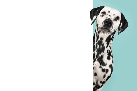 ダルメシアン の写真素材 イメージマート