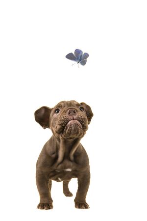 Adorable old english bulldog puppy looking up at a blue butterfly on a white backgroundの写真素材