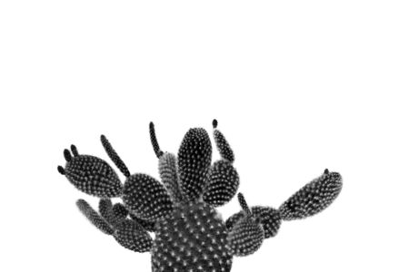 Pear cactus in black and white isolated on a white backgroundの写真素材