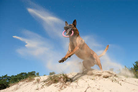 Spectacular jumping belgian shepherd catching its toy in sand dunes on a sunny day with clear sky