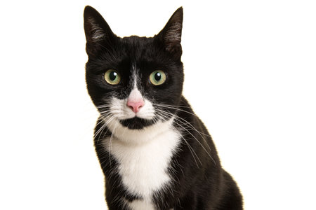 Portrait of a pretty black and white cat leaning forward looking straight at the camera isolated on...