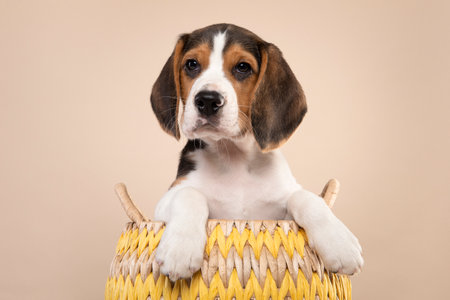 Cute beagle puppy in a basket looking at the camera on a cream colored backgroundの写真素材