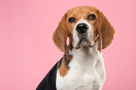 Portrait of a beagle dog looking at the camera on a pink backgroundの写真素材