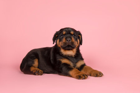 Cute young rottweiler puppy lying down on a pink background seen from the sideの写真素材