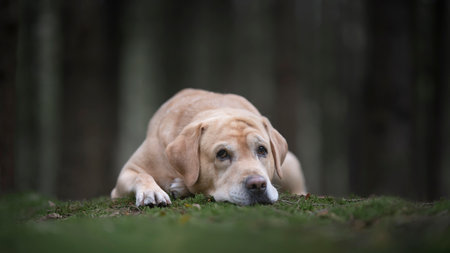 Pretty yellow labrador retriever lying down with its head on the moss looking at the camera in a dark forest with trees in the backgroundの写真素材