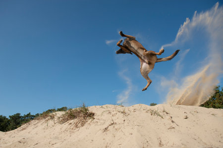 Spectacular jumping belgian shepherd catching its toy in sand dunes on a sunny day with clear skyの写真素材