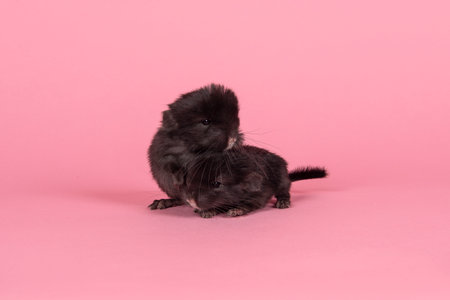 Two cute black baby chinchillas together on a pink backgroundの写真素材