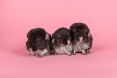 Three cute black baby chinchillas together on a pink background seen from the frontの写真素材