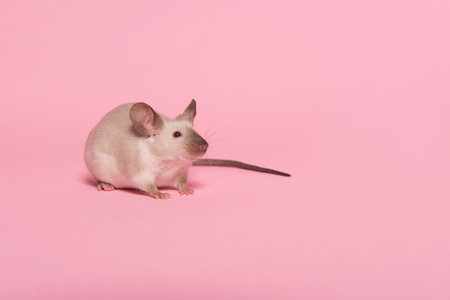 Cute tame house mouse seen from the front on a pink backgroundの写真素材