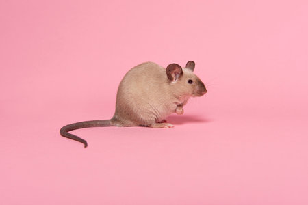 Cute tame house mouse seen from the side on a pink backgroundの写真素材