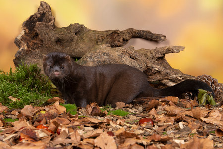 Brown european mink in a autumn forest setting seen from the side