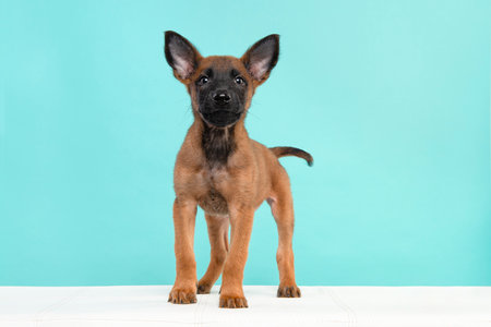 Belgian shepherd or Malinois dog puppy looking at the camera standig on a turquoise blue background seen from the frontの写真素材