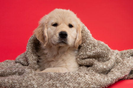 Cute golden retriever puppy covered in a blanket on a red backgroundの写真素材