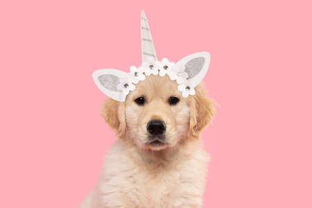 Portrait of a cute golden retriever puppy looking at the camera on a pink background wearing a unicorn diademの写真素材
