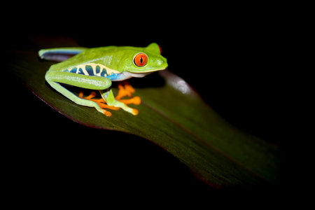 Green red eyed tree frog sitting on a leaf during the night