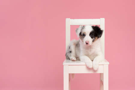 Cute blue merle border collie puppy sitting on a white wooden chair on a pink background looking at the cameraの写真素材