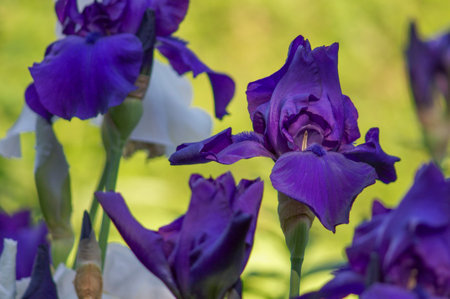 Blooming purple iris flowers on a sunny day in a gardenの写真素材