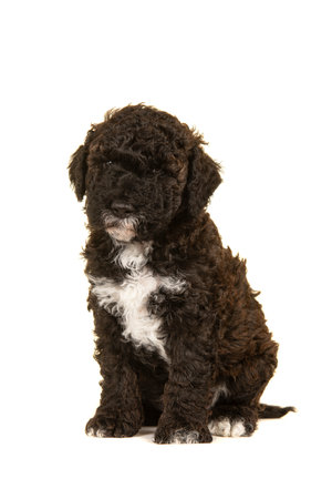 Cute brown labradoodle puppy sitting isolated on a white background looking at the cameraの写真素材