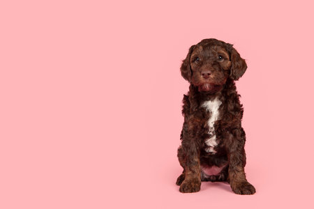 Cute brown labradoodle puppy on a pink background looking away with space for copyの写真素材