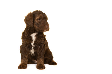 Cute brown labradoodle puppy sitting isolated on a white background looking away at the right with...