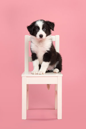 Cute border collie puppy sitting on a white wooden chair on a pink background looking at the cameraの写真素材