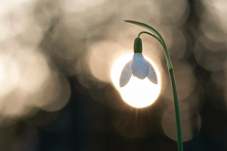 Group of blooming snowdrops in pastel colors with the sun rising in the backgroundの写真素材