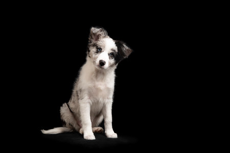 Sitting young border collie puppy looking at the camera on a black background with space for copyの写真素材