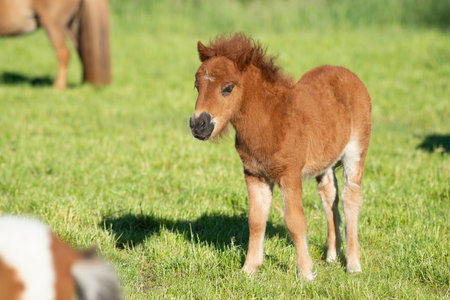 Cute foal of a shetland pony on a green grass fieldの写真素材