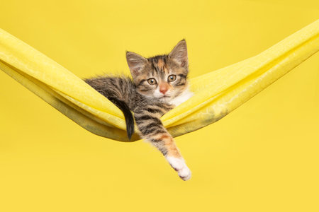Pretty young kitten hanging in a yellow hammock on a summer yellow backgroundの写真素材
