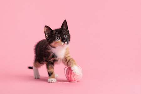 Cute female calico playing with a pink woolen ball looking up on a pink backgroundの写真素材
