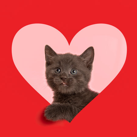 Cute gray baby cat with its paw through a red heart shape on a pink backgroundの写真素材