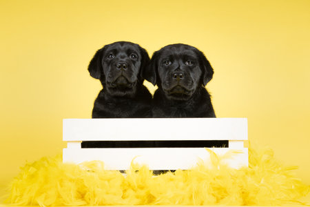 Two adorable black labrador retriever puppy dogs in a white crate on a yellow background with easter feathersの写真素材