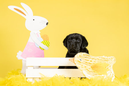 An adorable black labrador retriever puppy dog in a white crate on a yellow background with easter decorationの写真素材