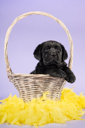 Black labrador puppy sitting in a basket with yellow easter feathers on a lavender purple backgroundの写真素材