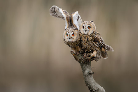 Two Long-eared owls looking at the camera sitting outdoors on a branchの写真素材