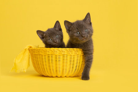 Two cute gray young kittens in a yellow basket looking at the camera on a yellow backgroundの写真素材